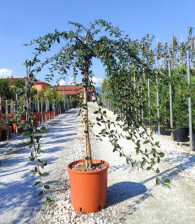 Cotoneaster salicifolius 'Repens'